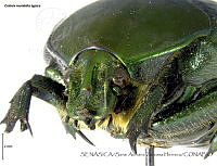 SAZH0180 Cotinis mutabilis ssp. typica.jpg