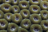 SMM025 Montastraea cavernosa.jpg