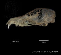 LESS 0183 Leptonycteris nivalis.JPG