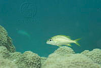 IDG1557 Haemulon flavolineatum.jpg