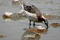 MGaves 1115 Phalaropus tricolor.jpg
