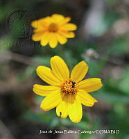 JJBC0396 Perymenium menzi.JPG