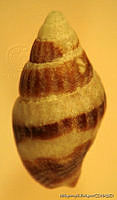 MRyRR0019 Anachis pygmaea.jpg