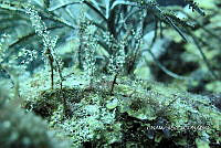 NE018 0720 Pennaria disticha.jpg