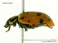 ZJJG0483 Hippodamia convergens.jpg