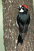 CNS0588 Melanerpes formicivorus.jpg