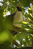 MASM07903 Oreophasis derbianus.jpg