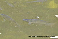 AAKVDH 0143 Oreochromis mossambicus.JPG