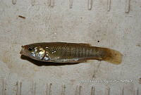 HE009 P 0199 Fundulus sp.jpg