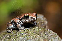 IMDOC0904 Eleutherodactylus grandis.jpg