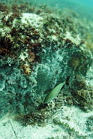 JAO0254 Haemulon sciurus.tif