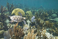 CNS1283 Eretmochelys imbricata.jpg