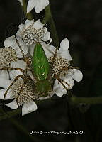 JBV019 Peucetia viridans.JPG