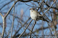 AAKVDH 0047 Chondestes grammacus.JPG