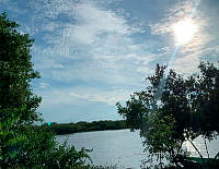 TE001 0258 Hábitat de Crocodylus acutus.jpg