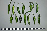 DK2411 Capsicum annuum.jpg