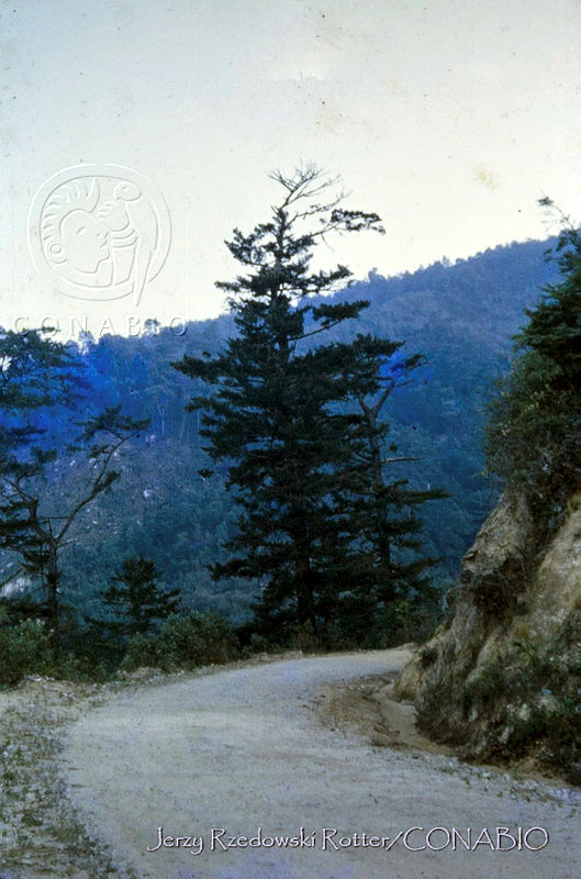 3278%20Pinus%20strobus%20var.%20chiapensis.jpg.nyf05rn1Mf1BOZdhQA3g0JtbmFja29CbnFuZ3NAbXJ6LGtwZwA. CN6xz0 Cd