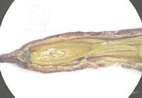 SL3023 Lythrum gracile.jpg