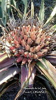 ZG012 0005 Bromelia karatas.jpg
