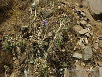 JF092 0460 Lupinus mexicanus.jpg