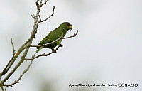 AAKVDH 0182 Amazona albifrons.JPG