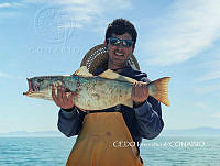 NBA112 Cynoscion othonopterus.jpg