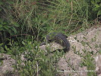 AIV005 Crocodylus moreletii.JPG