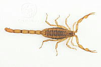 MASM07594 Centruroides limpidus.jpg