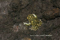 JCC0368 Scaphiopus couchii.JPG