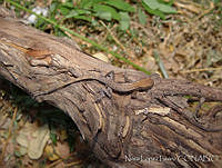 NLL0074 Sceloporus siniferus.jpg