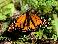 MN6F0047 Danaus plexippus.jpg