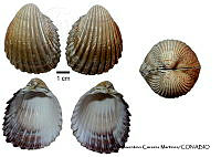 KT014 0390 Trachycardium  procerum.JPG