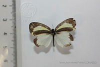 VJAP018 Eurema daira ssp. eugenia.jpg