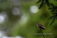 IDG1780 Lampornis amethystinus.jpg