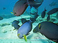 CNS1108 Acanthurus xanthopterus.jpg