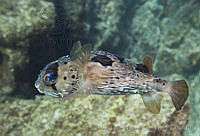 CNS1118 Diodon holocanthus.jpg