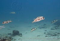CNS1119 Diodon holocanthus.jpg