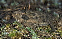AB0259 Phrynosoma orbiculare.jpg