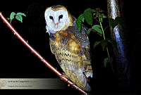 34_FRF Tyto alba.jpg