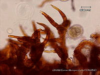 KT018 0251 Stigonema mirable 2.jpg