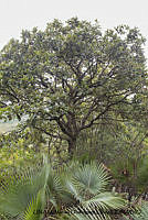 PJ016 0350 Quercus liebmanii.JPG