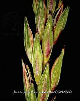 Teocintle 241 Zea perennis.jpg