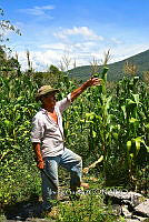 IG 001 Zea mays.jpg