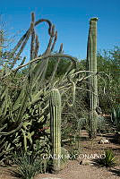 3R 00855 Pachycereus pringlei;.tif