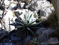 OTV0294 Agave applanata.jpg