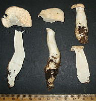 RGO0379 Hydnum sp..JPG