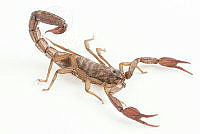 MASM07700 Vaejovis mexicanus.jpg