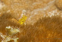 IDG1578 Acanthemblemaria chaplini.jpg