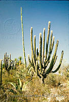 FGM4364 Tehuacán, Puebla.JPG