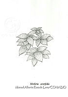 MARL0351 Hookeria acutifolia.jpg